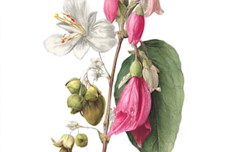 paint watercolour botanical illustrations