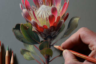 draw botanical illustrations of flowers, plants, fruits