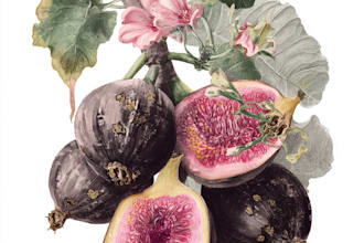 do botanical illustration art for you
