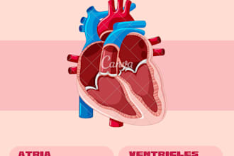 help draw human anatomy and medical illustrations
