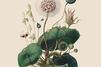 illustrate botanical and linocut vector art