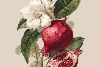 create digital botanical illustrations of florals, plants