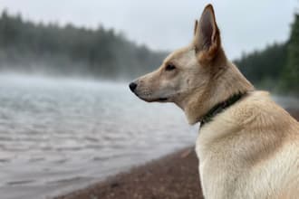 create dog ugc videos for your pet products and services