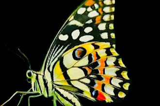 give you guidance towards improving your entomology grades
