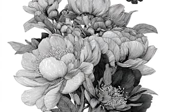 draw botanical illustration of flowers and plants