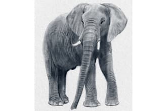 create a realistic animal illustration
