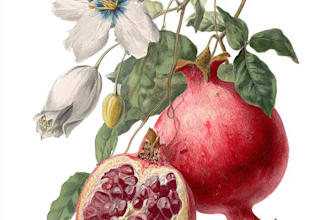draw realistic scientific botanical illustration