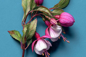 make botanical illustrations of flowers, plants and fruits
