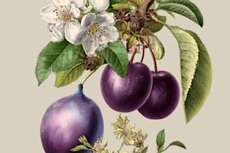 make botanical product illustration