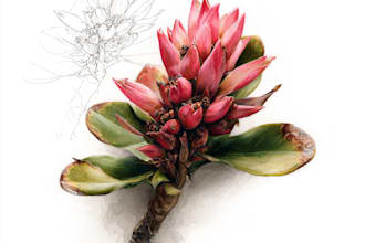 draw realistic botanical watercolor illustration
