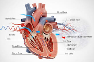 create 3d medical anatomy illustration and explainer animations