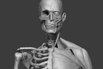 create 3d human anatomy,3d model, realistic human organ and skeletal 3d models