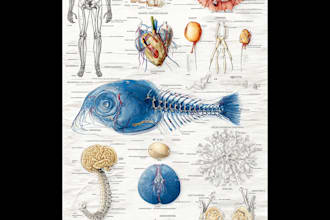 make highly customised medical and anatomy illustrations