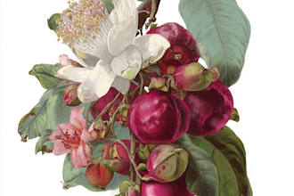 draw botanical illustration art for you