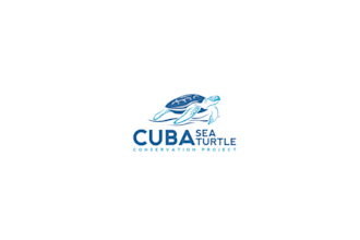design a nature inspired turtle logo for your business