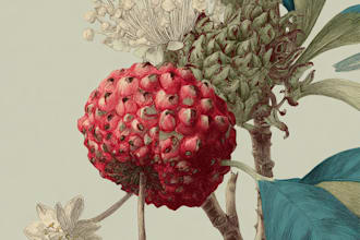 draw botanical illustrations of flowers, plants