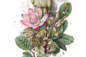draw realistic botanical illustration