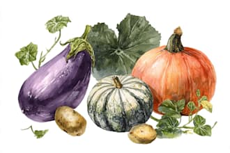 paint watercolour botanical illustrations