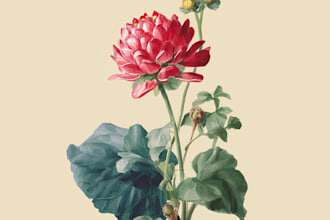 draw botanical illustration of flower illustration, plant illustration, and logo
