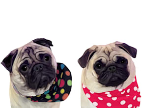 made vector art dogs and cats