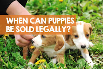 build dog and puppy selling website for your business evanto, astra pro
