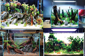 give recommendations and design freshwater aquariums tailored to your needs