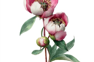 draw realistic botanical watercolor illustration