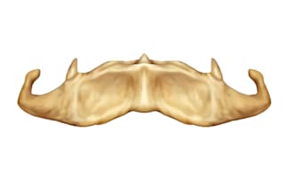 draw medical, anatomical and dental  illustration
