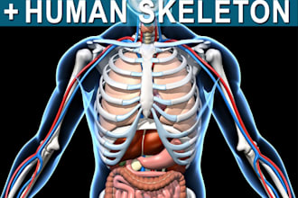 do 3d medical animation, medical device and anatomy explainer videohuman anatom