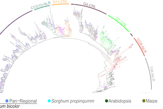 create professional phylogenetic or family trees for research or projects