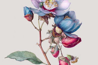 draw botanical illustration art for you