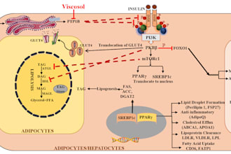 make graphical abstracts, posters and any kind of biological pathway figures