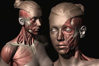 model 3dhuman anatomy, bony skeleton, kidney,printing figure physiology muscular
