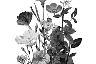 do botanical illustration art for you