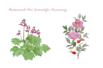 botanical illustrations for prints, books, branding
