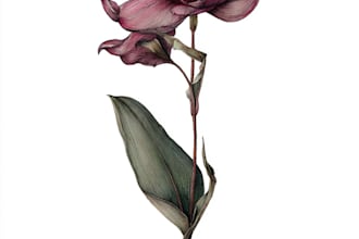 create a botanical illustration