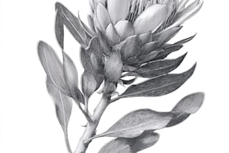 draw a realistic botanical illustration