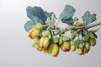 do realistic botanical illustration