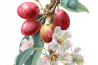 make botanical product illustration