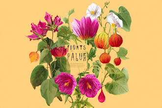 unique botanical illustration art for you
