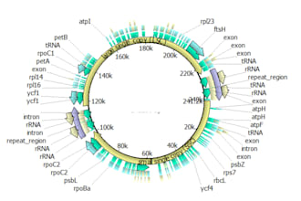 assemble your chloroplast genome from whole genome sequencing short reads