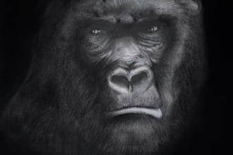 create unique pieces of animal art in pencil or acrylics