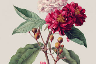 illustrate plants and flowers in a professional botanical