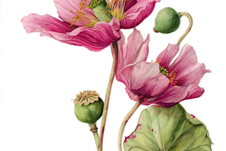 do digital botanical illustration