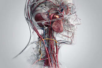 create medical illustrations and diagrams