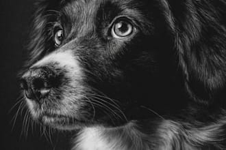 draw charcoal portrait of your pet