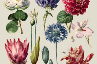 illustrate best botanical illustration