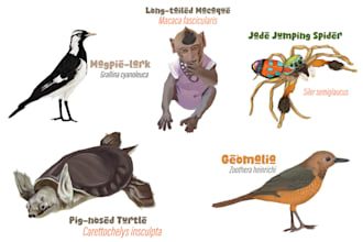 draw illustration of nature