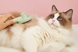 create ugc cat video ads for tiktok or instagram