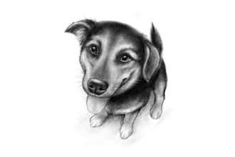 draw pets portraits dogs, cats
